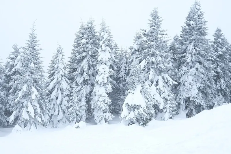 Ilgaz Dağı Milli Parkı'nda karla kaplı köknar ağaçları