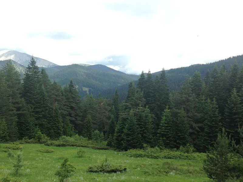 Ilgaz Dağı'nda yaz mevsiminde çayır ve orman