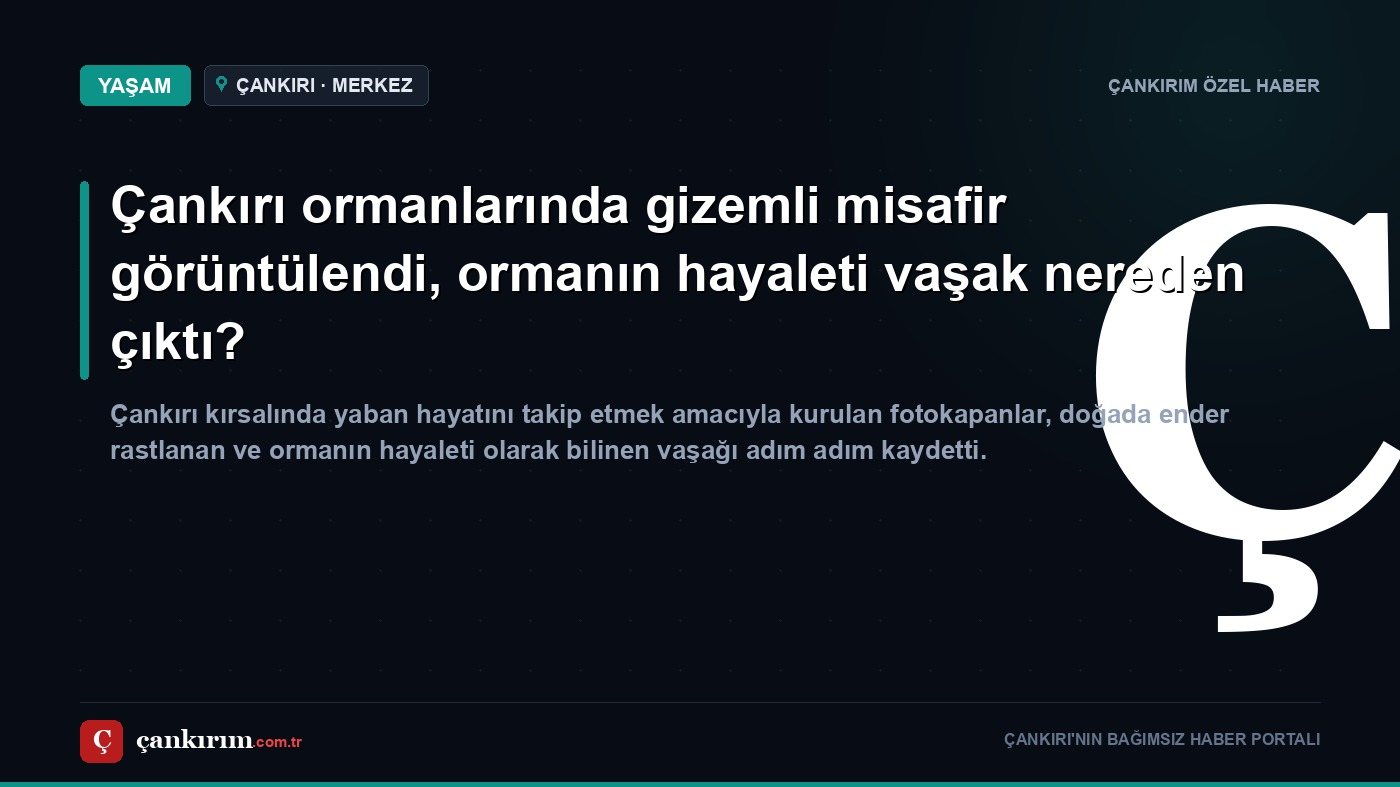 Çankırı ormanlarında gizemli misafir görüntülendi, ormanın hayaleti vaşak nereden çıktı?
