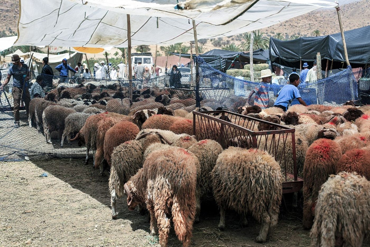 Hayvan pazarında koyunlar